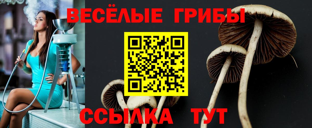 Красногорск  Псилоцибиновые грибы Cubensis  Вход с VPN 